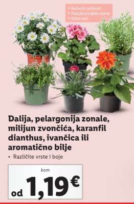 Dalija, pelargonija zonale, milijun zvončića, karanfil dianthus, ivančica ili aromatično bilje