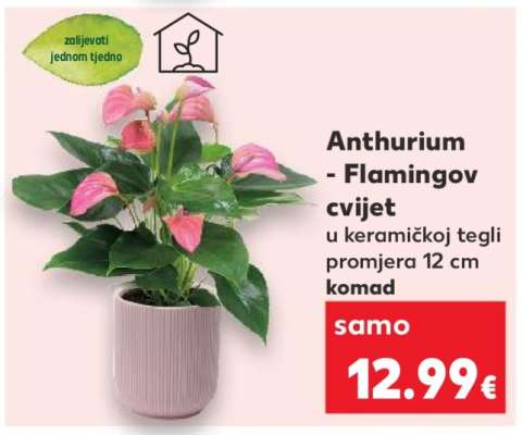 Anthurium - Flamingov cvijet
