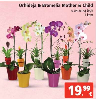 Orhideja & Bromelia Mother & Child