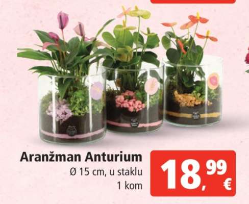 Aranžman Anturium