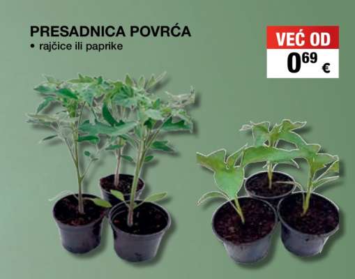 PRESADNICA POVRĆA