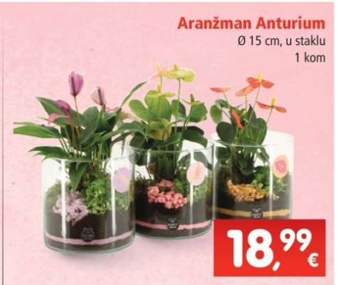 Aranžman Anturium