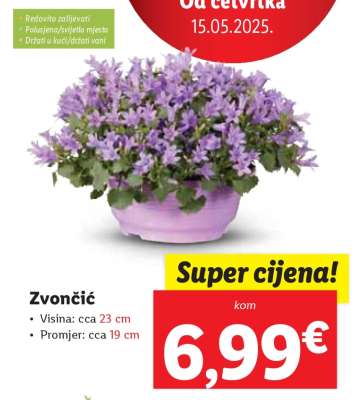 Zvončič