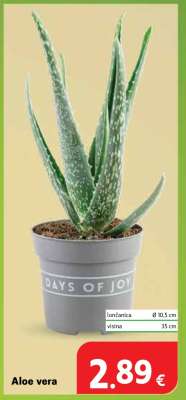 Aloe vera