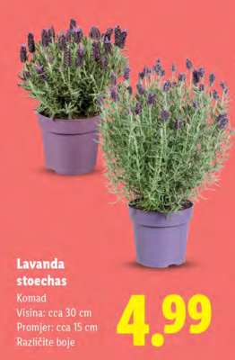 Lavanda stoechas