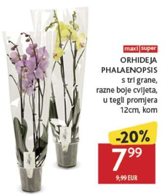 Orhideja (Phalaenopsis)