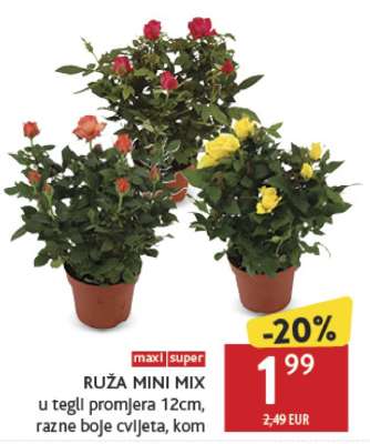 RUŽA MINI MIX