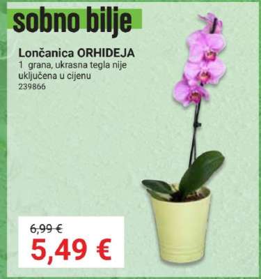 Lončanica Orhideja*