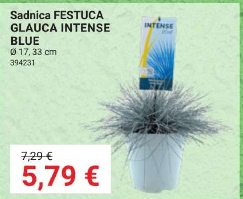Sadnica FESTUCA GLAUCA INTENSE BLUE