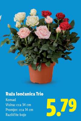 Ruža lončanica Trio