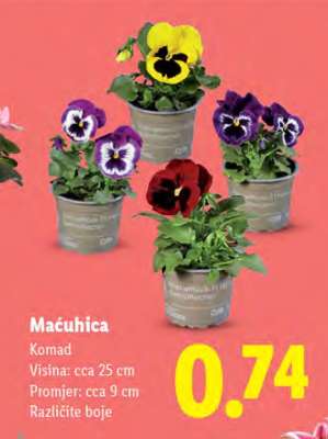 Maćuhica