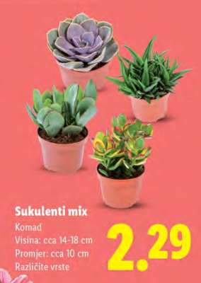 Sukulenti mix