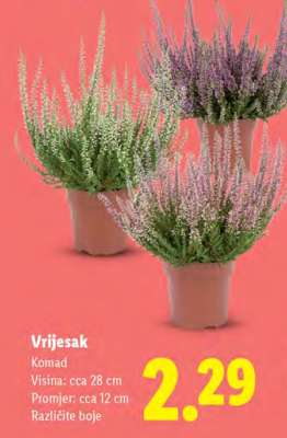 Vrijesak