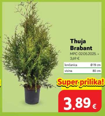 Thuja Brabant