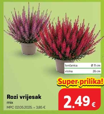 Rozi vrijesak