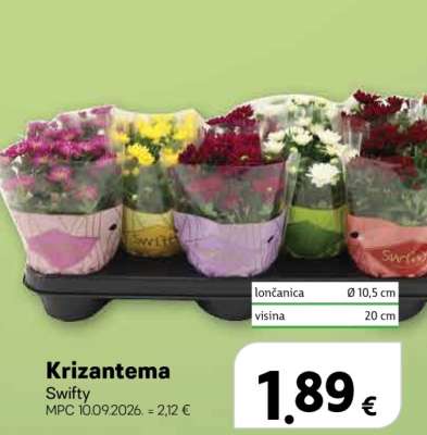 Krizantema Swifty