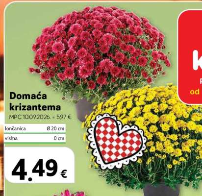 Domaća Krizantema
