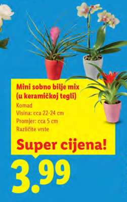 Mini sobno bilje mix (u keramičkoj tegli)