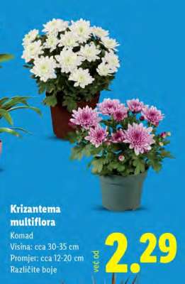 Krizantema Multiflora