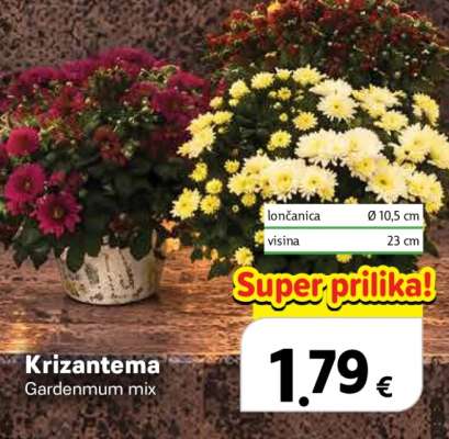 Krizantema