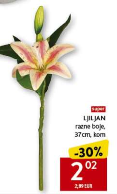 Ljiljan