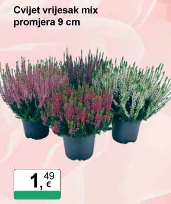 Cvijet vrijesak mix promjera 9 cm