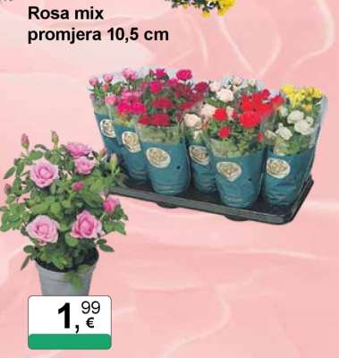 Rosa mix promjera 10,5 cm