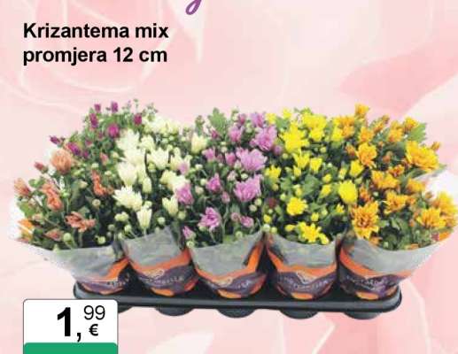 Krizantema mix promjera 12 cm