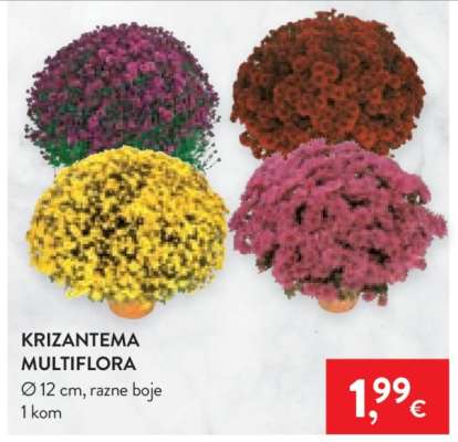 Krizantema Multiflora