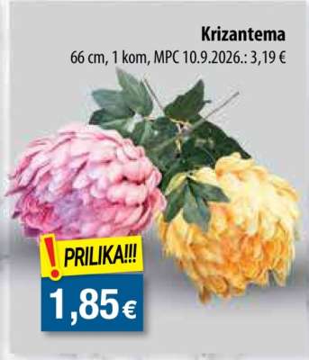 Krizantema