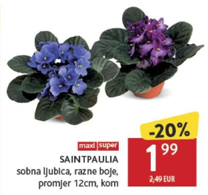 SAINTPAULIA